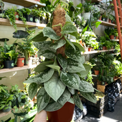 Scindapsus Pictus 'Silvery Ann'