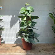 Scindapsus Pictus 'Silvery Ann'