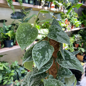 Scindapsus Pictus 'Silvery Ann'