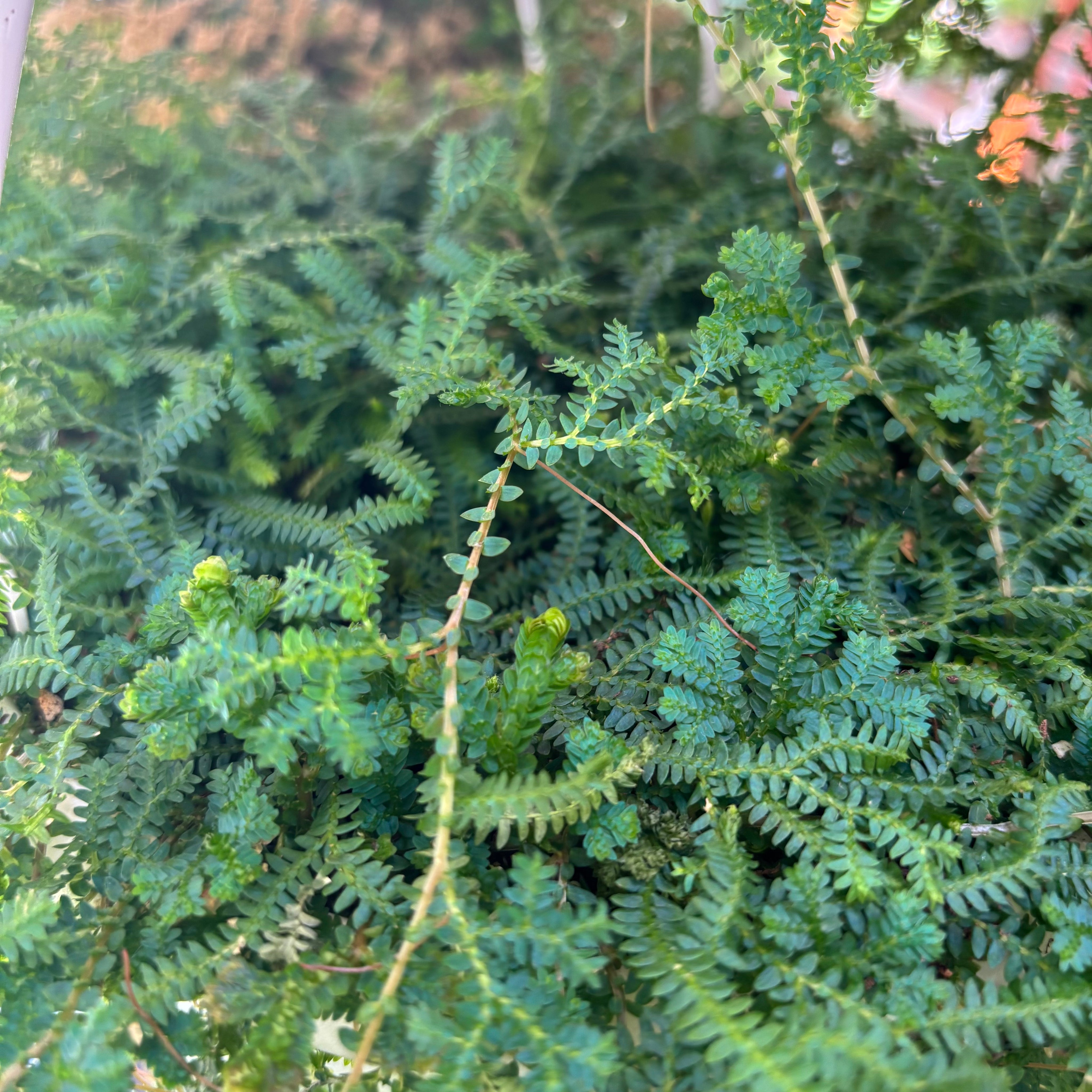 Selaginella_Uncinata_001.heic