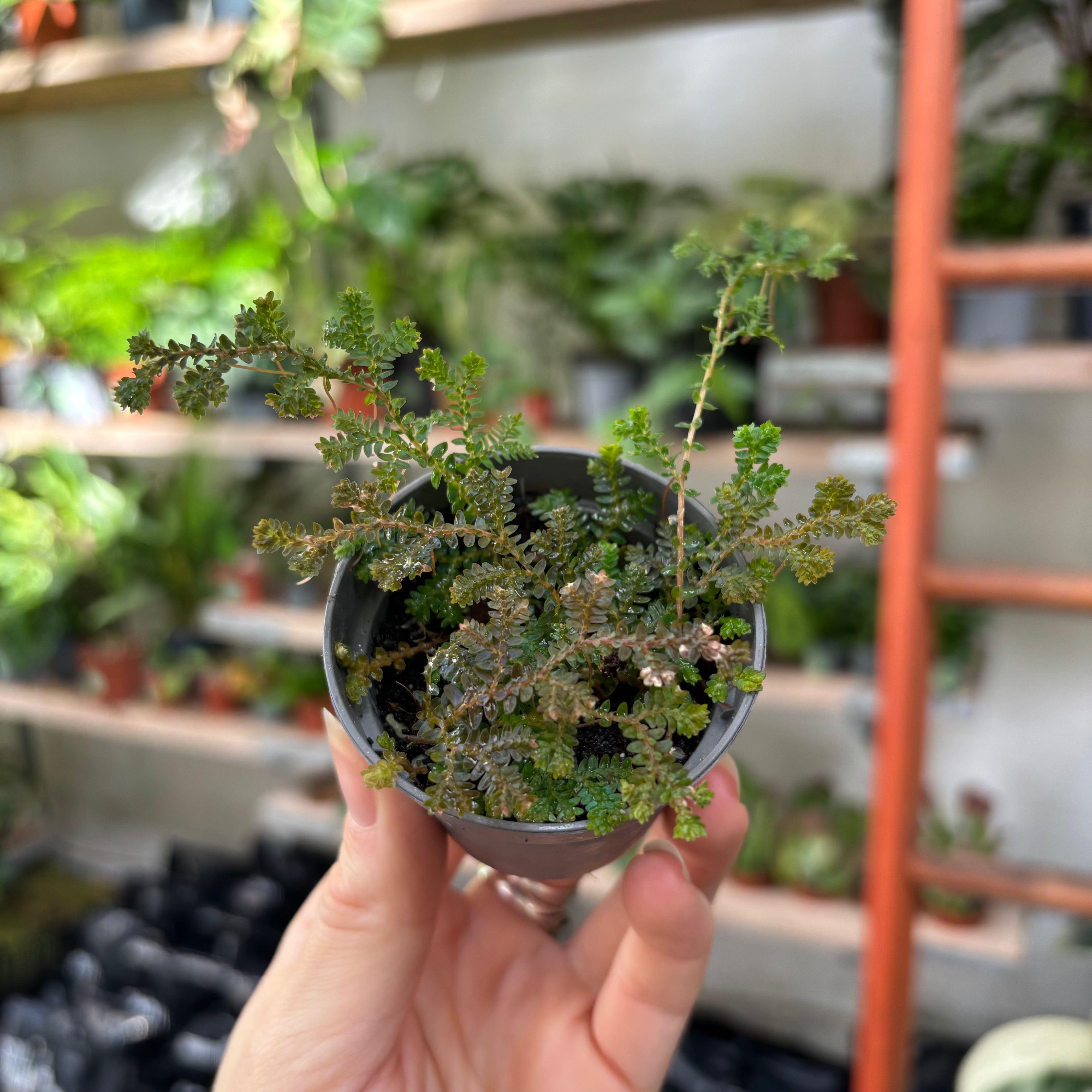 Selaginella_Uncinata_002.heic