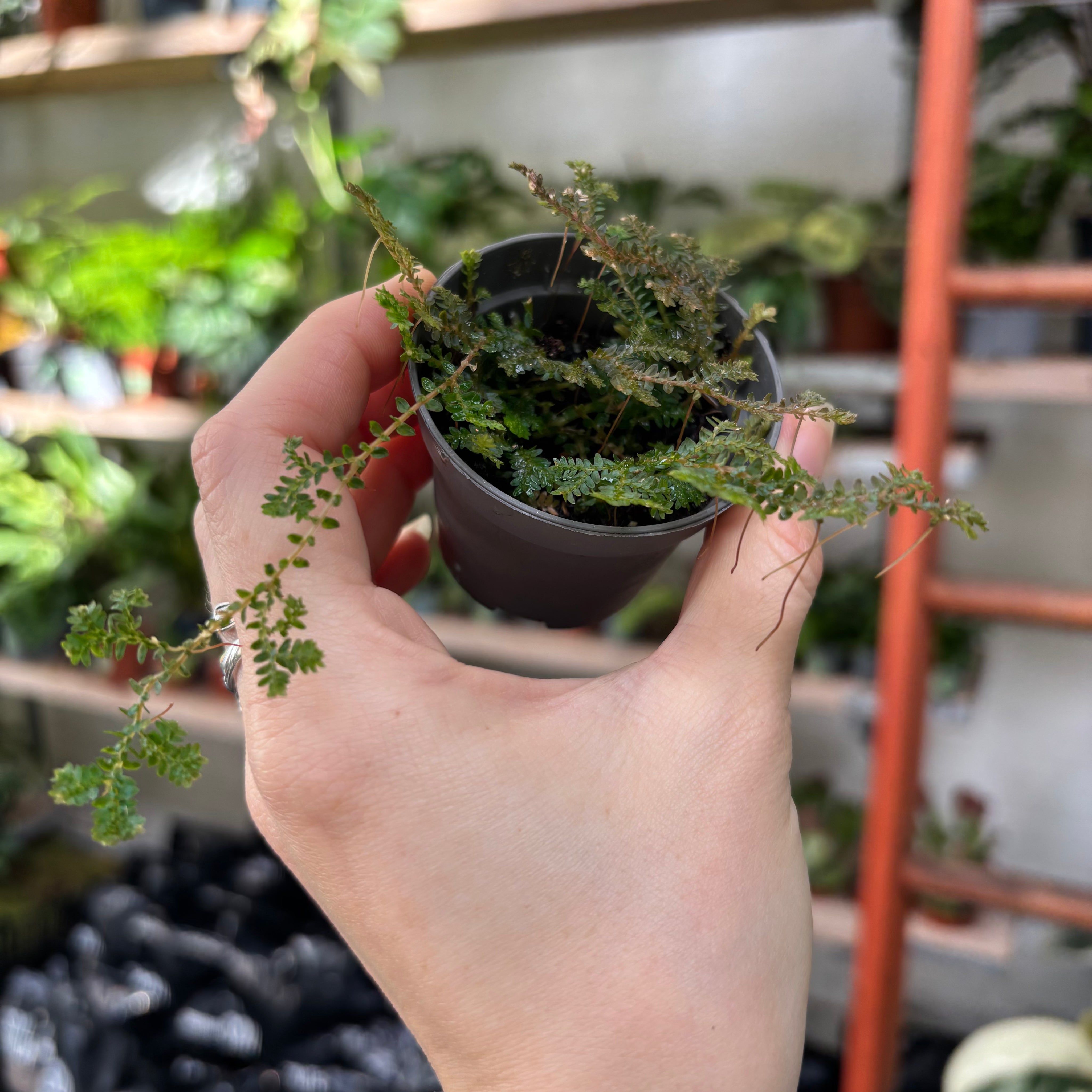 Selaginella Uncinata