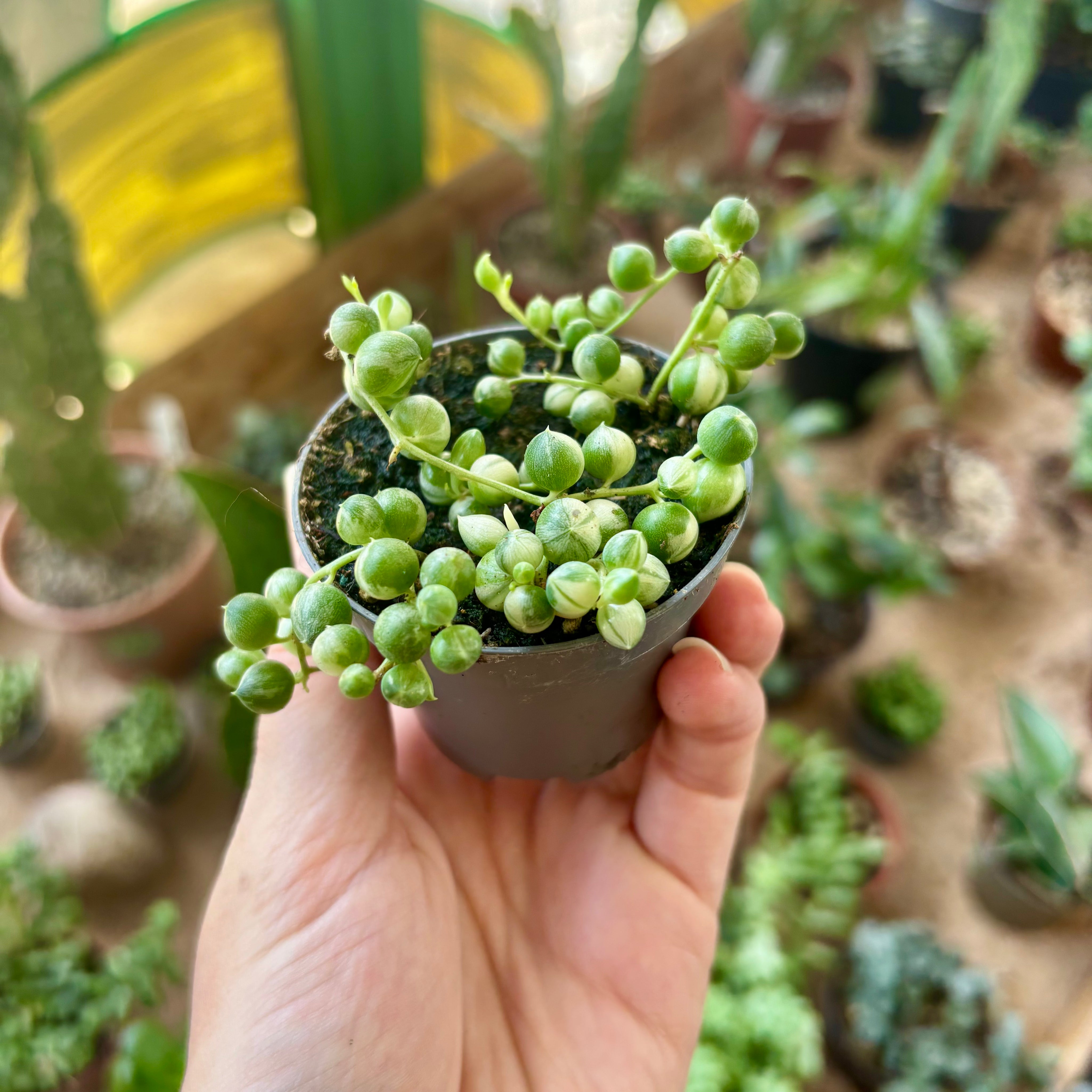 Senecio Rowleyanus Variegated in 5 - 7cm Pot at The Watered Garden