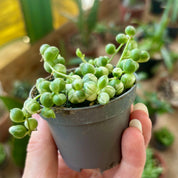Senecio Rowleyanus Variegated in 5 - 7cm Pot at The Watered Garden
