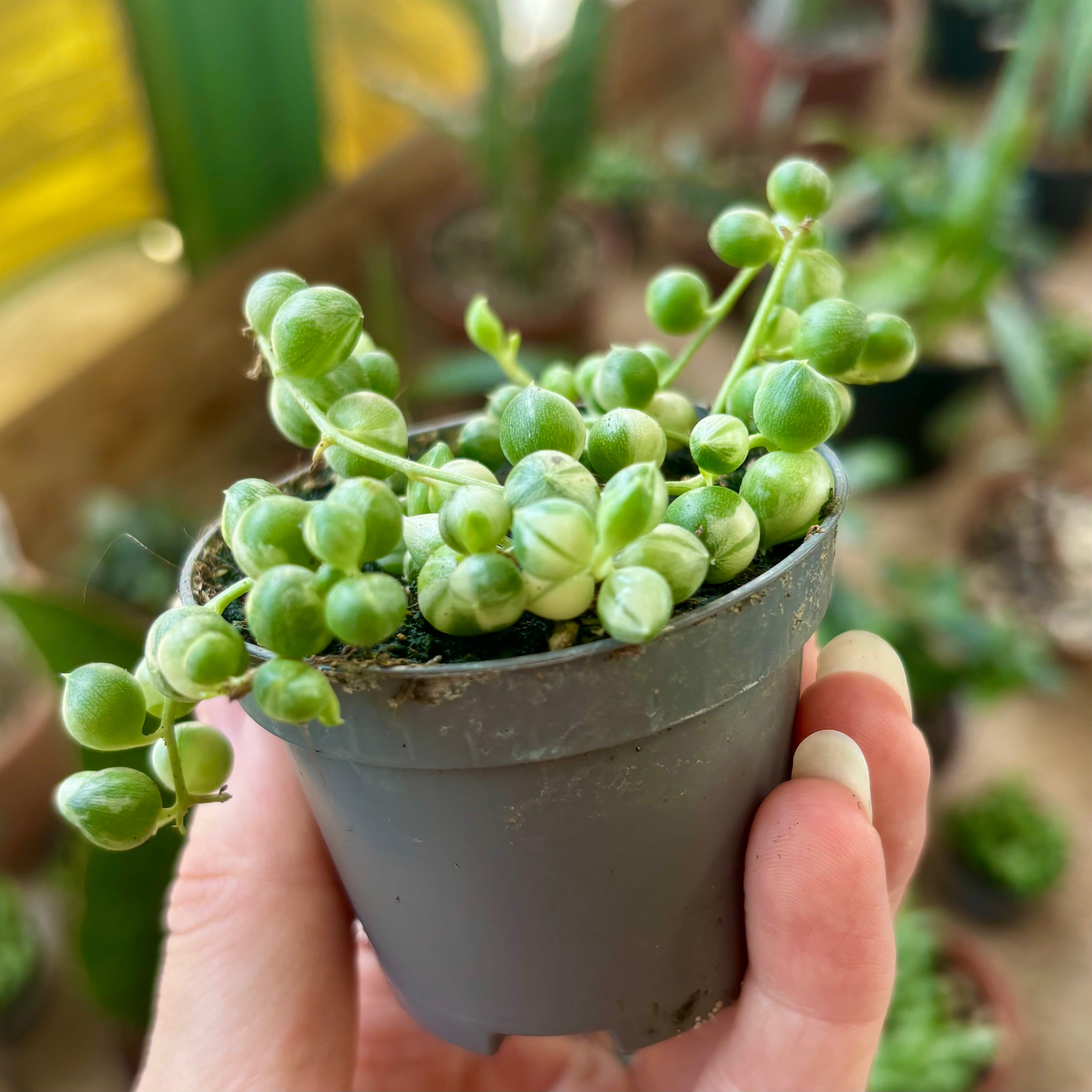 Senecio Rowleyanus Variegated in 5 - 7cm Pot at The Watered Garden