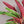 Stromanthe Triostar