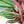 Stromanthe Triostar