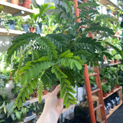 Tamarindus Indica in a 11 - 13 cm pot at The Watered Garden