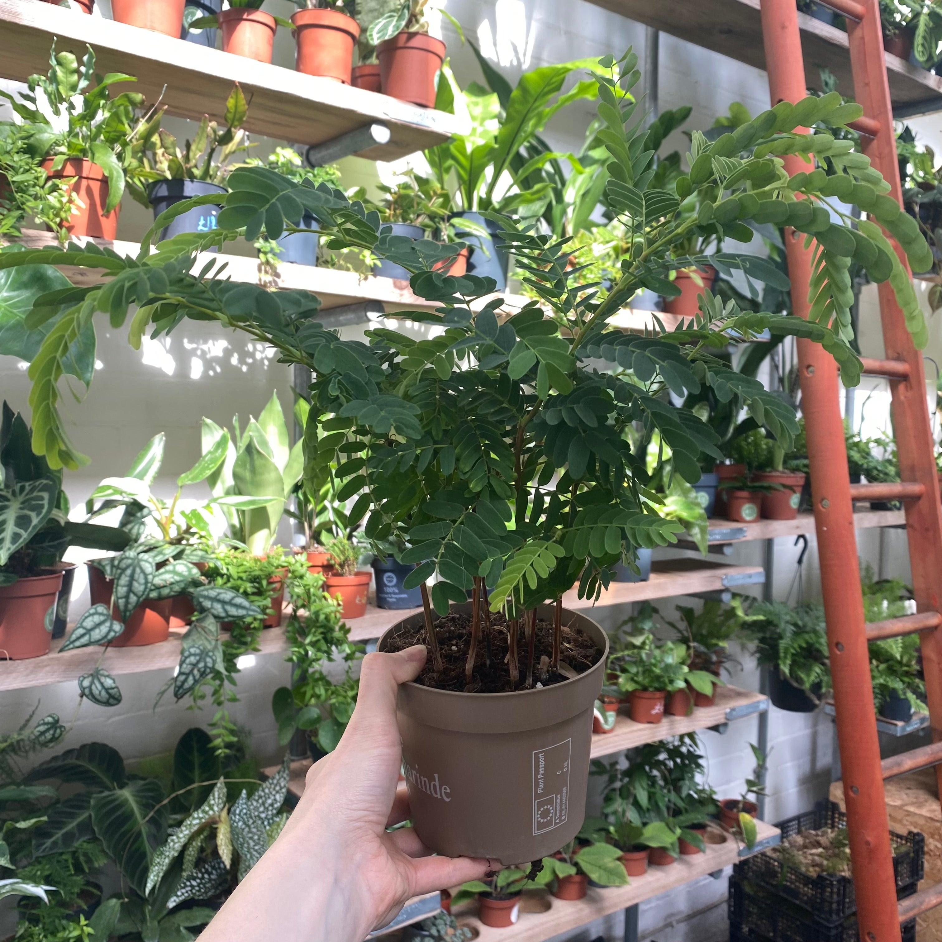 Tamarindus Indica in a 11 - 13 cm pot at The Watered Garden