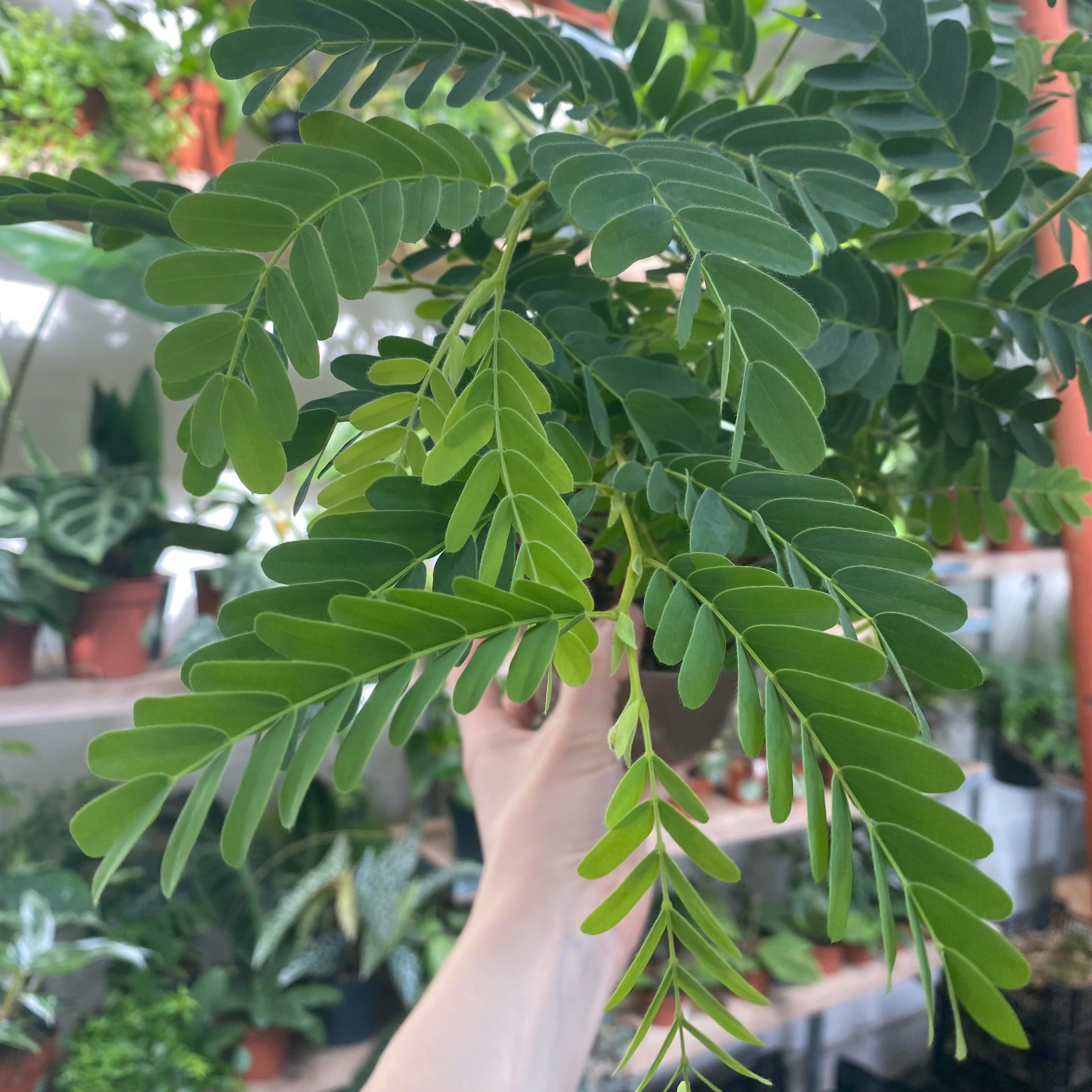 Tamarindus Indica in a 11 - 13 cm pot at The Watered Garden