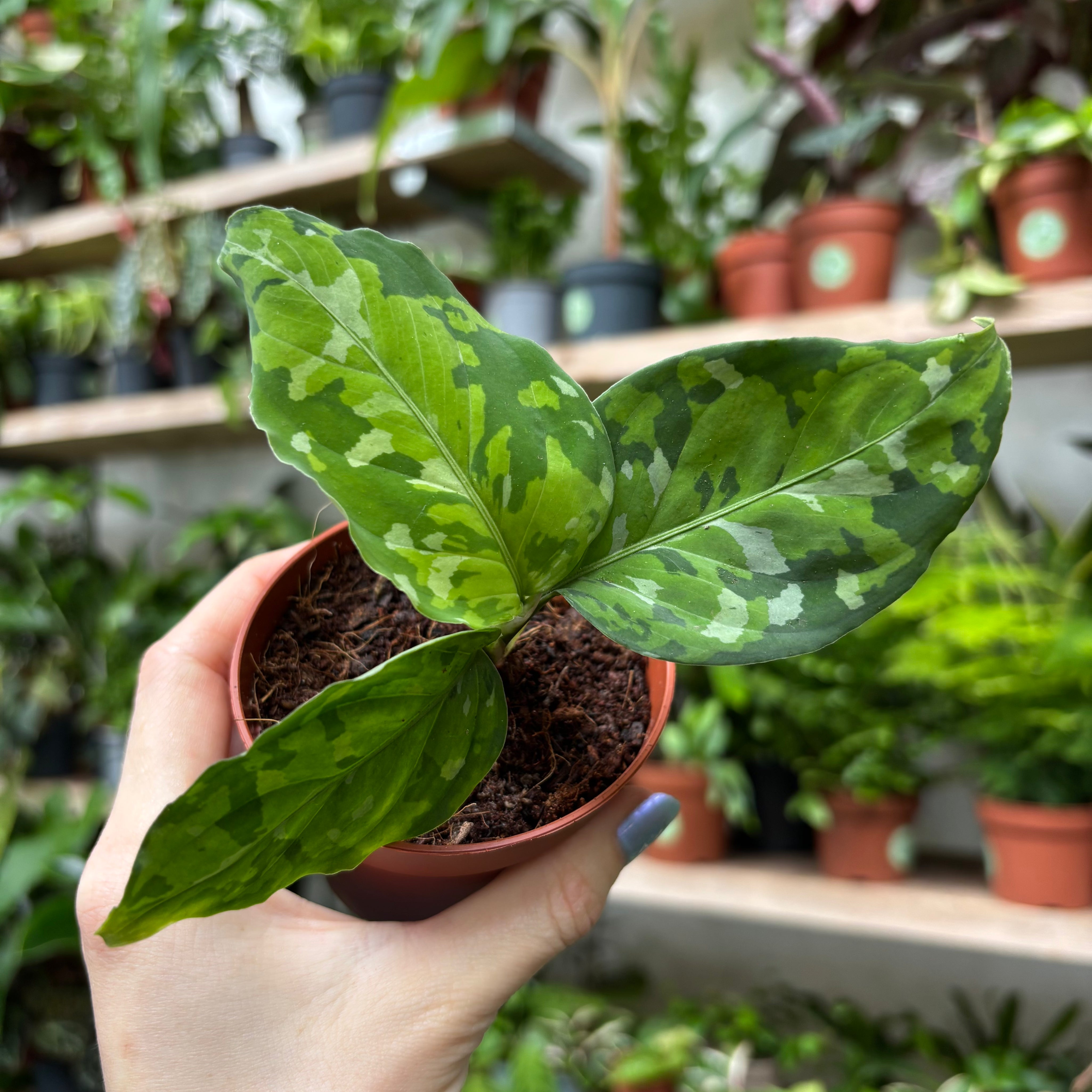Aglaonema Pictum Tricolour in a 5 - 7 cm pot at The Watered Garden
