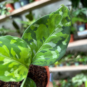 Aglaonema Pictum Tricolour in a 5 - 7 cm pot at The Watered Garden