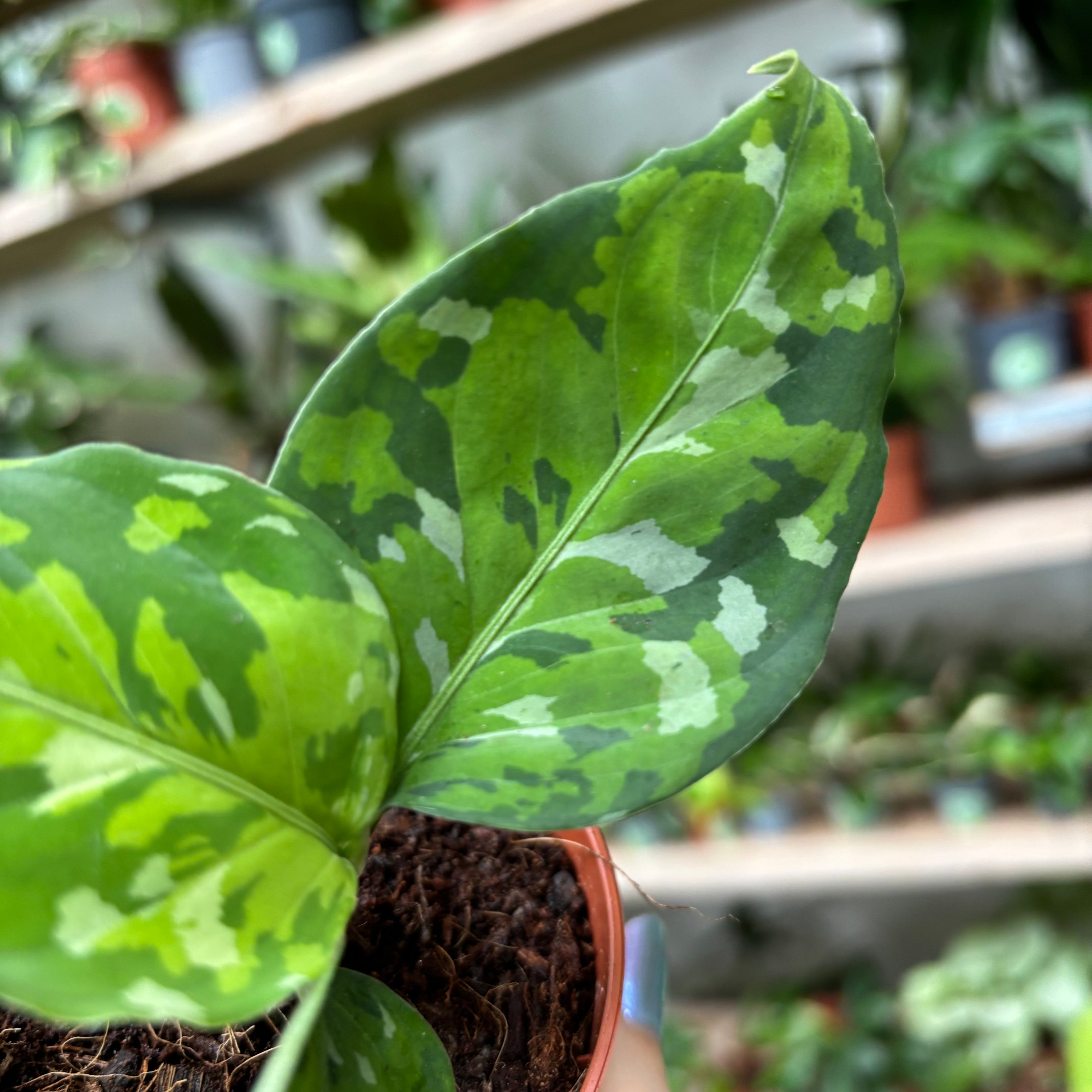 Aglaonema Pictum Tricolour in a 5 - 7 cm pot at The Watered Garden