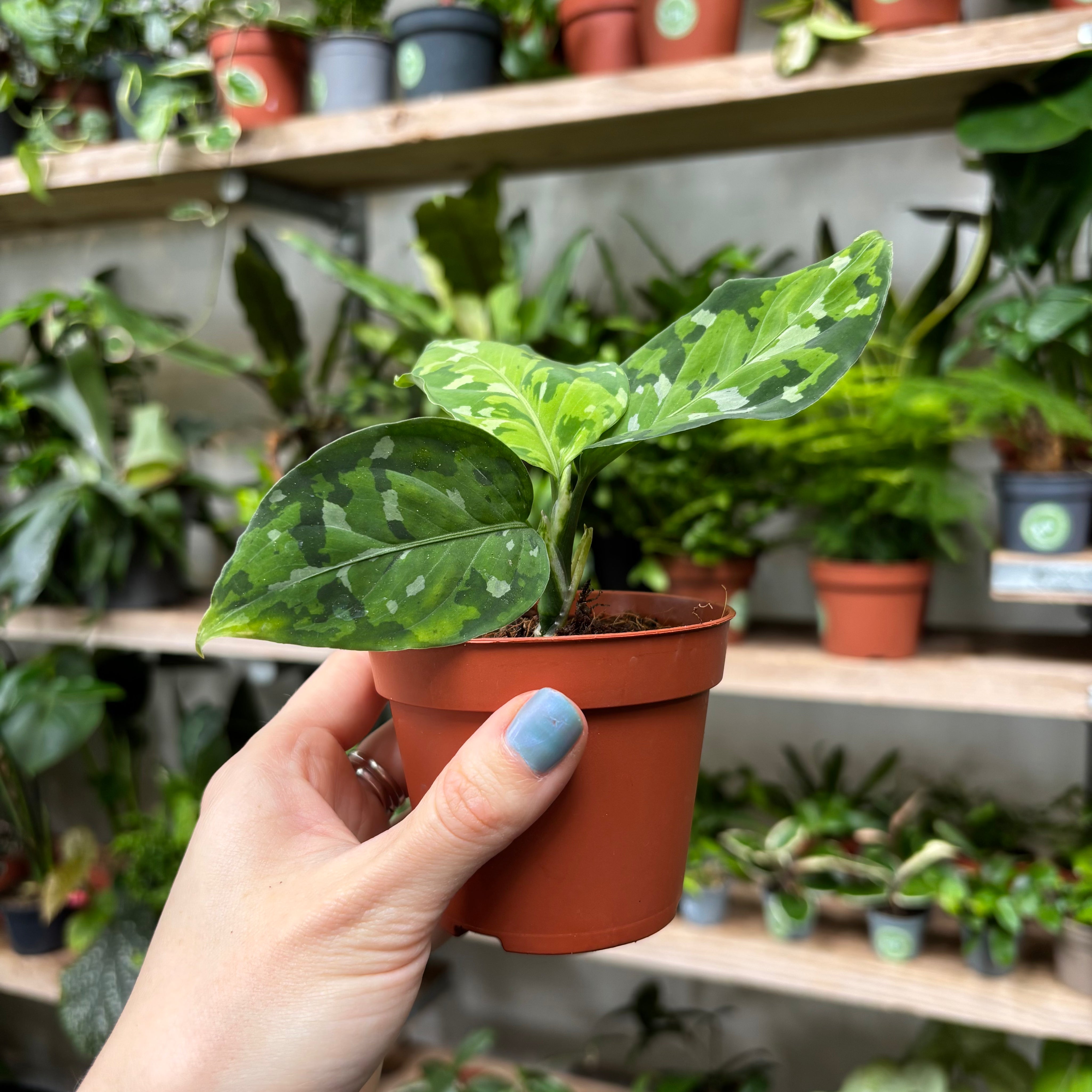 Aglaonema Pictum Tricolour in a 5 - 7 cm pot at The Watered Garden