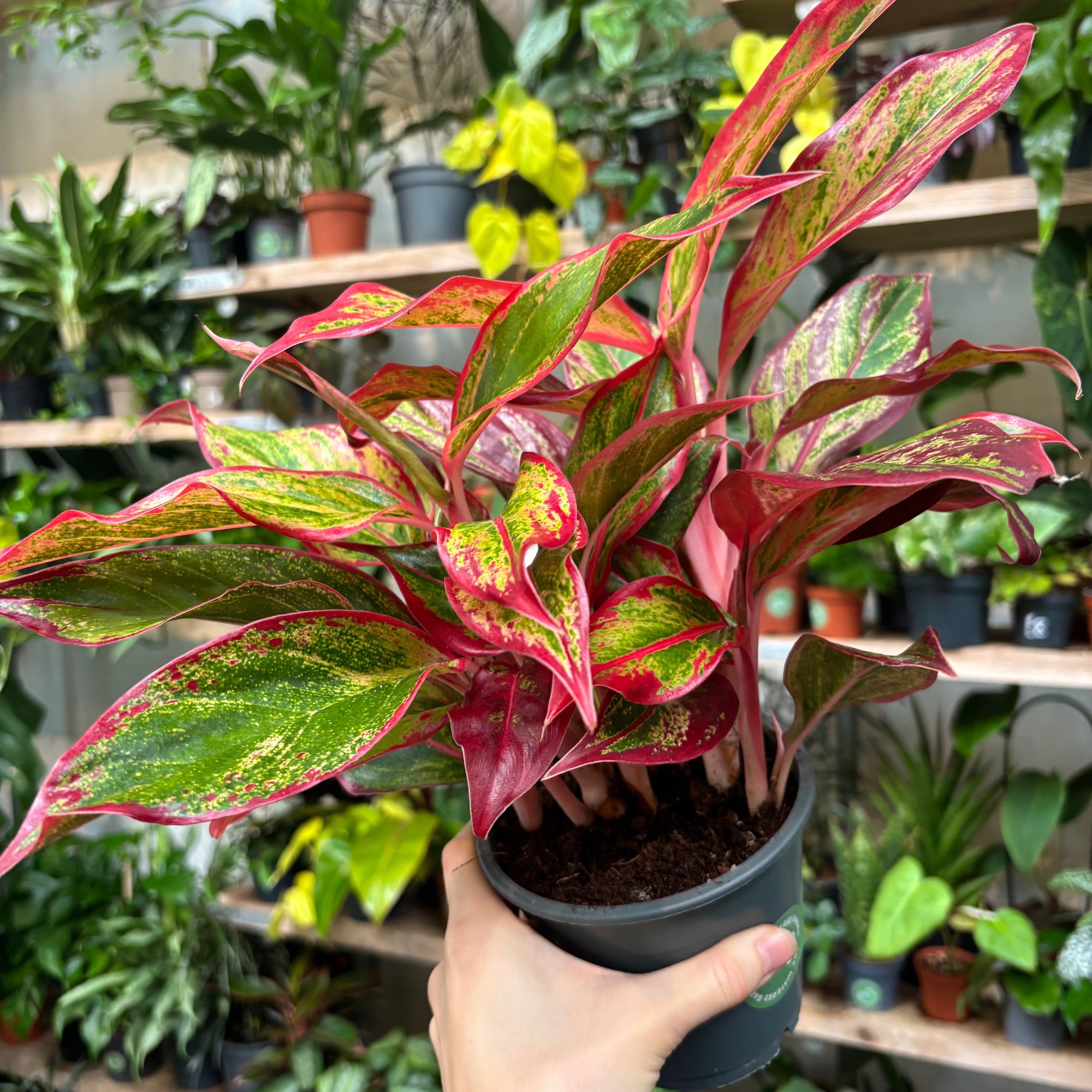 Aglaonema 'Red Fire' in a 11 - 13 cm pot at The Watered Garden