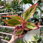 Aglaonema 'Red Fire' in a 9 - 11 cm pot at The Watered Garden