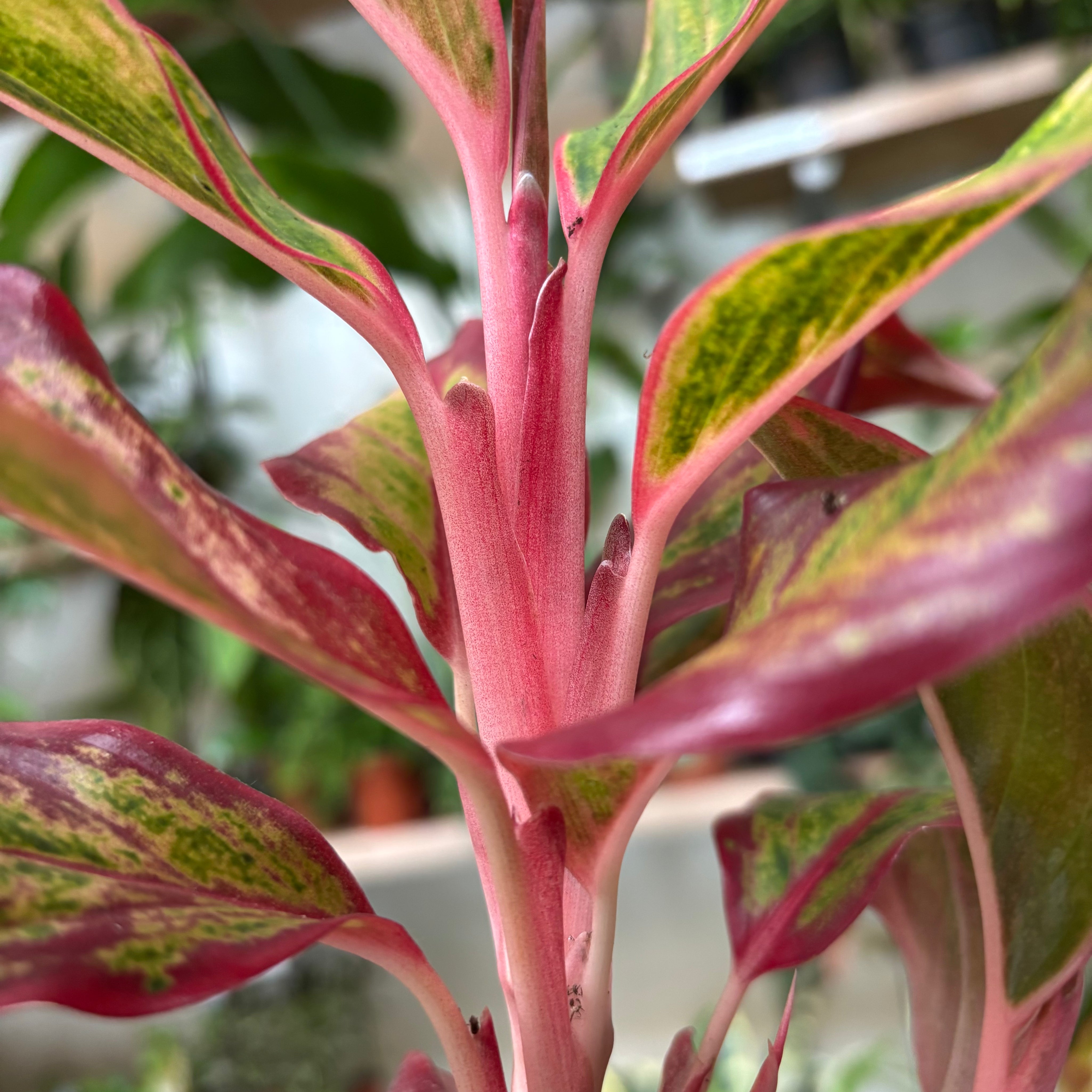 aglaonema fire Aglaonema 'Red Fire'
