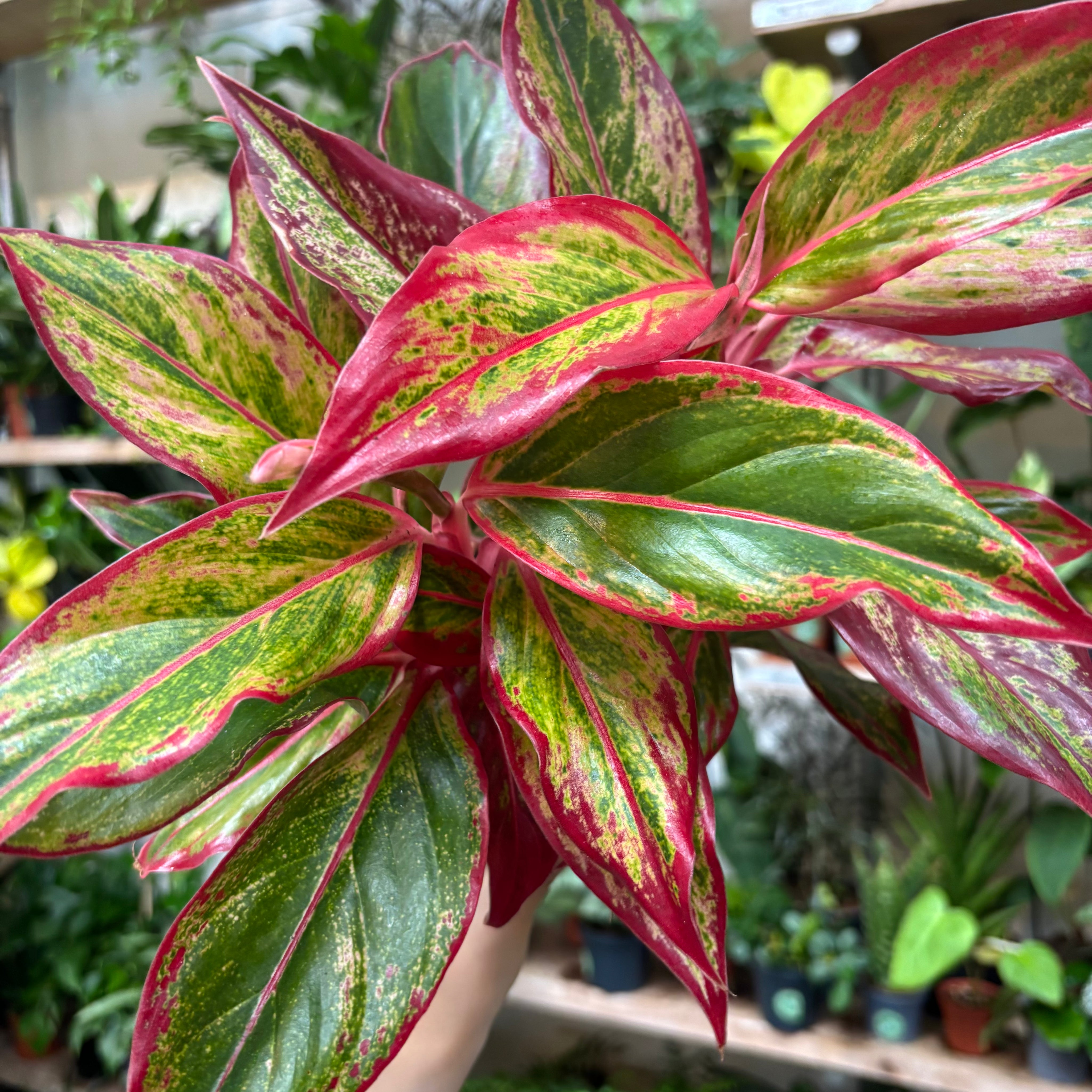 aglaonema mystic fire Aglaonema 'Red Fire'