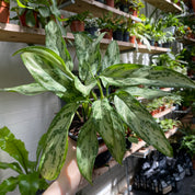 Aglaonema 'Silver Queen' in a 13 - 15 cm pot at The Watered Garden