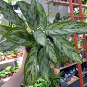 Aglaonema 'Silver Queen' in a 13 - 15 cm pot at The Watered Garden