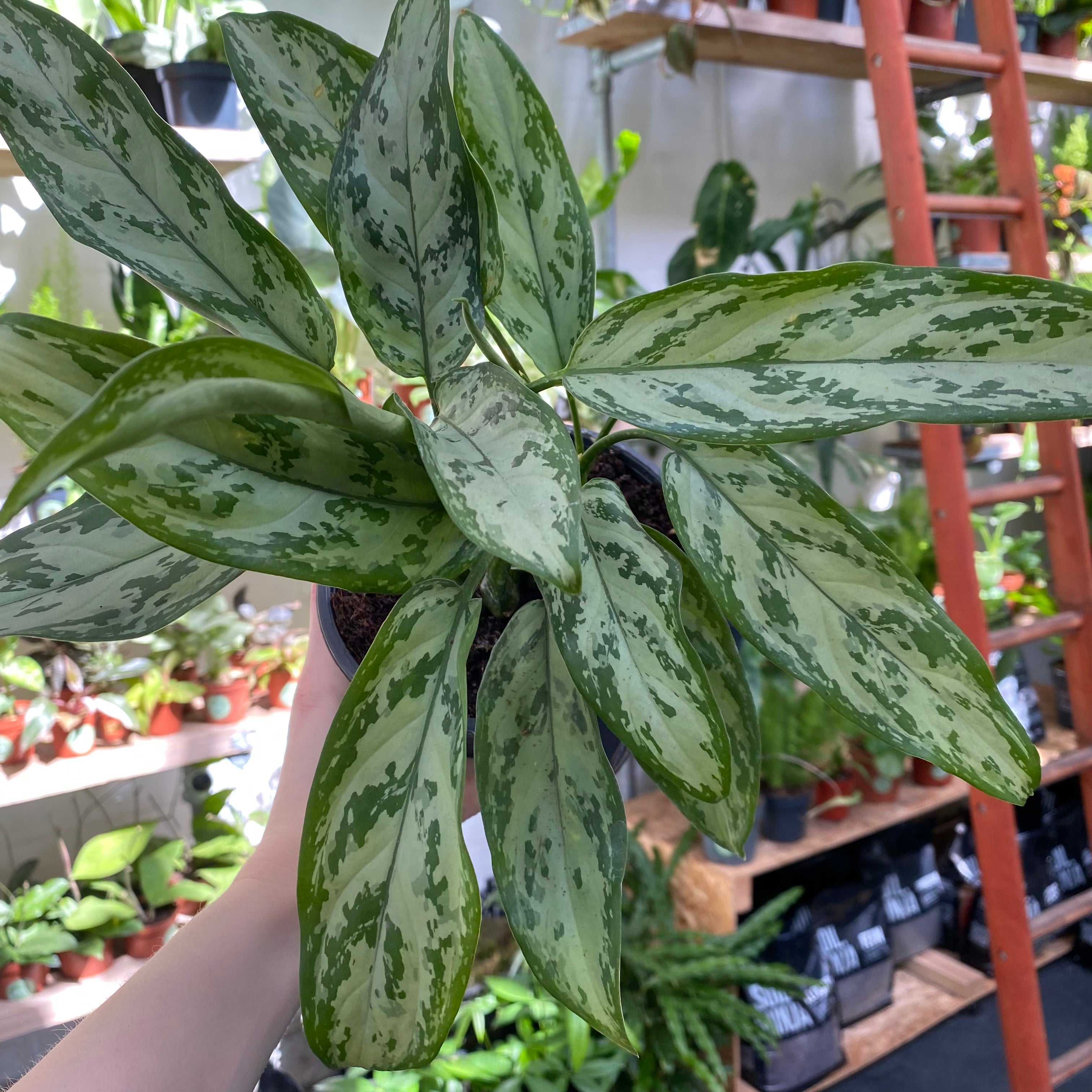 Aglaonema 'Silver Queen' in a 13 - 15 cm pot at The Watered Garden