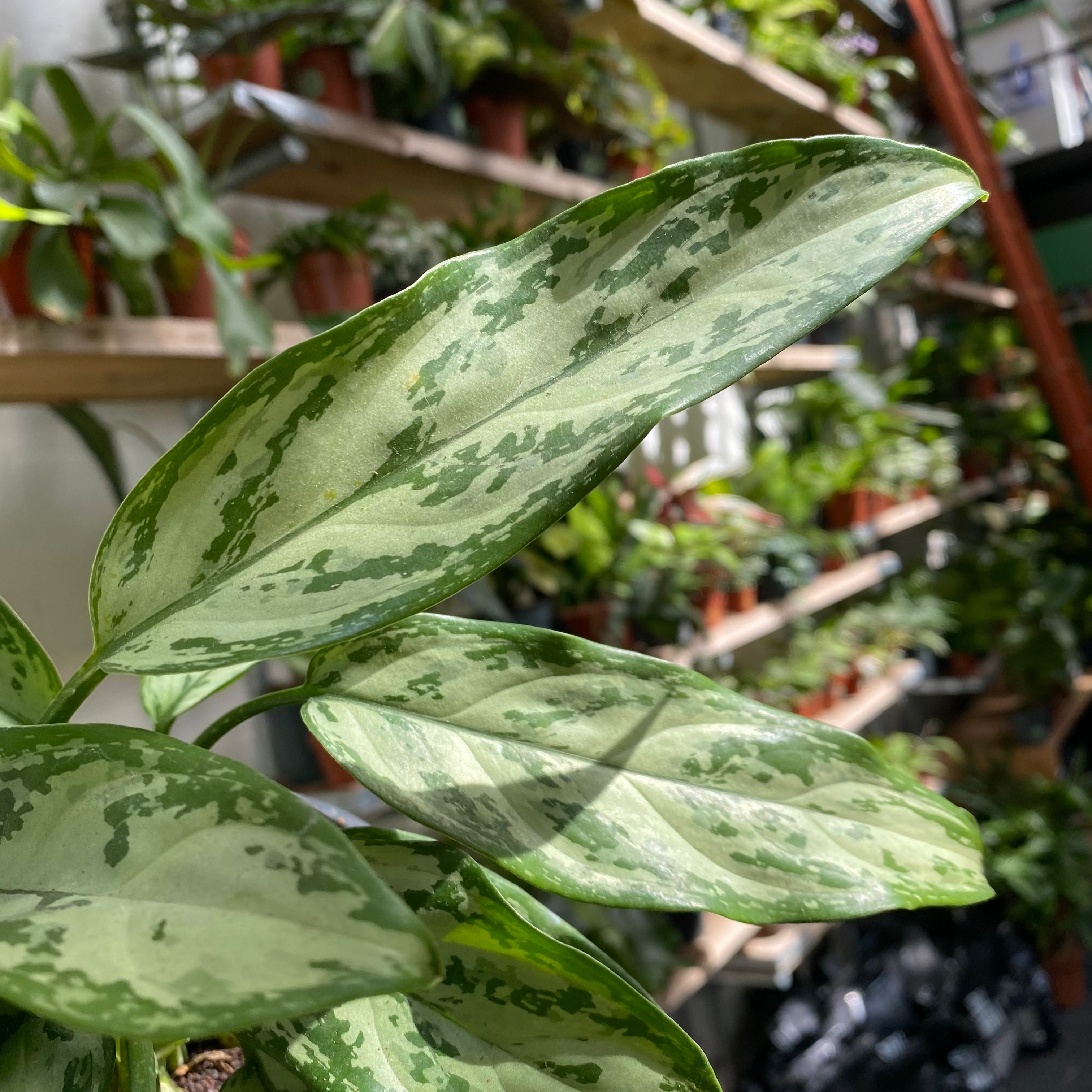 Aglaonema 'Silver Queen' in a 13 - 15 cm pot at The Watered Garden