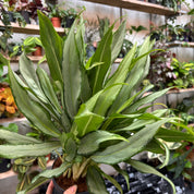 Aglaonema 'White Lance' in a 13 - 15cm pot at The Watered Garden