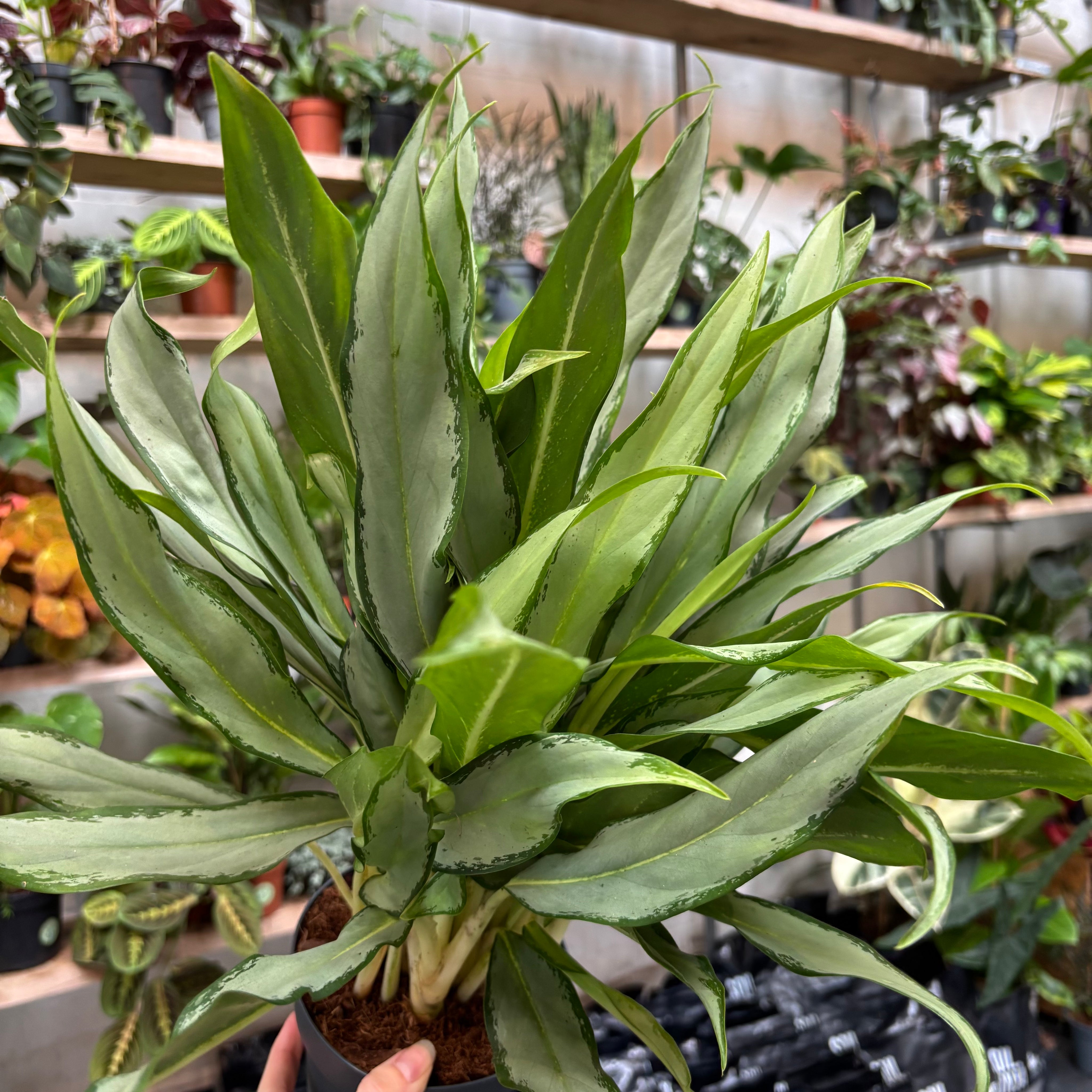 Aglaonema 'White Lance' in a 13 - 15cm pot at The Watered Garden