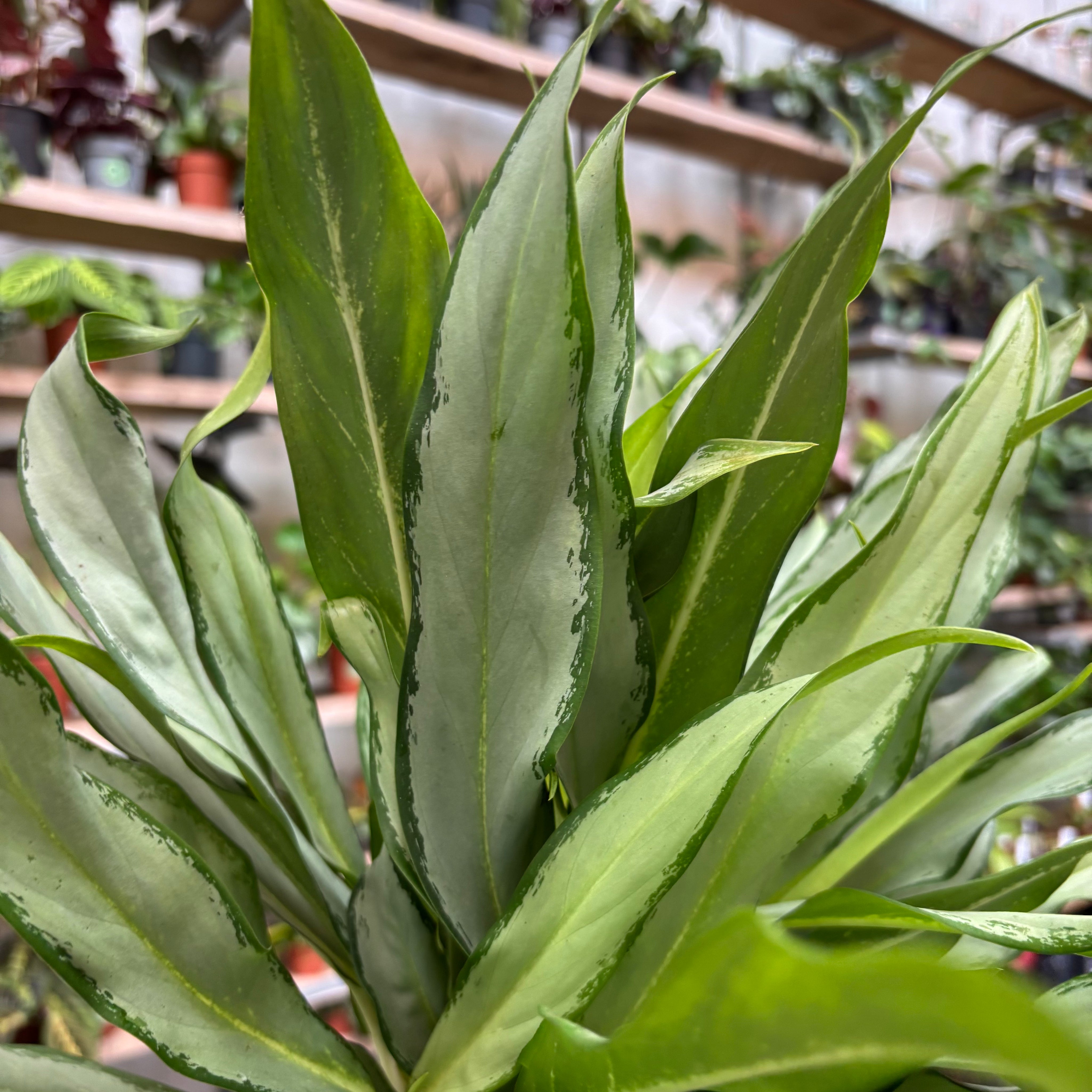 Aglaonema 'White Lance' in a 13 - 15cm pot at The Watered Garden