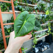 Alocasia Micholitziana in a 5 - 7 cm pot at The Watered Garden