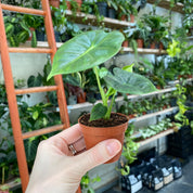 Alocasia Micholitziana in a 5 - 7 cm pot at The Watered Garden