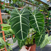 Alocasia Micholitziana in a 17 - 19 cm pot at The Watered Garden