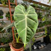 Alocasia Micholitziana in a 11 - 13 cm pot at The Watered Garden