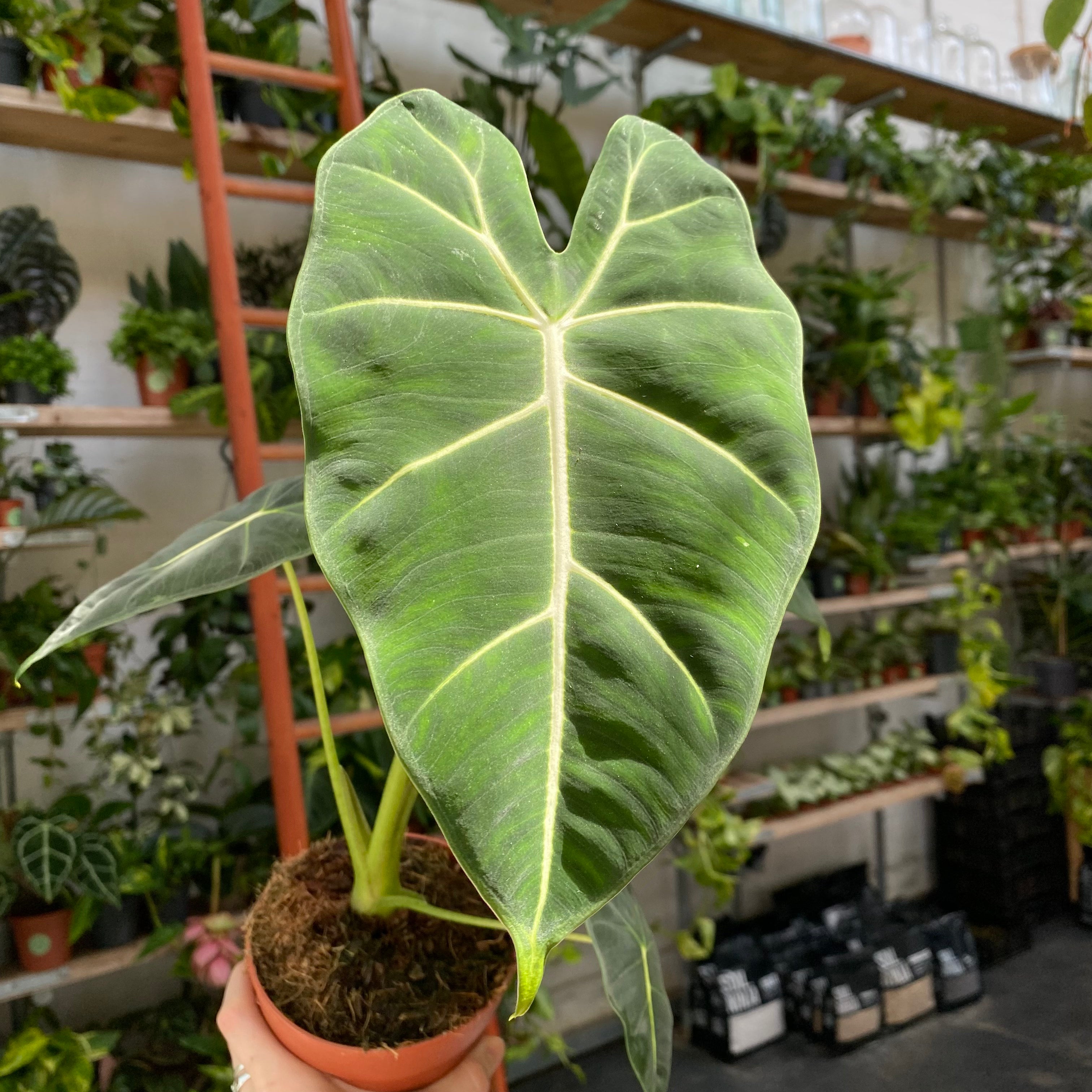 Alocasia Micholitziana in a 11 - 13 cm pot at The Watered Garden