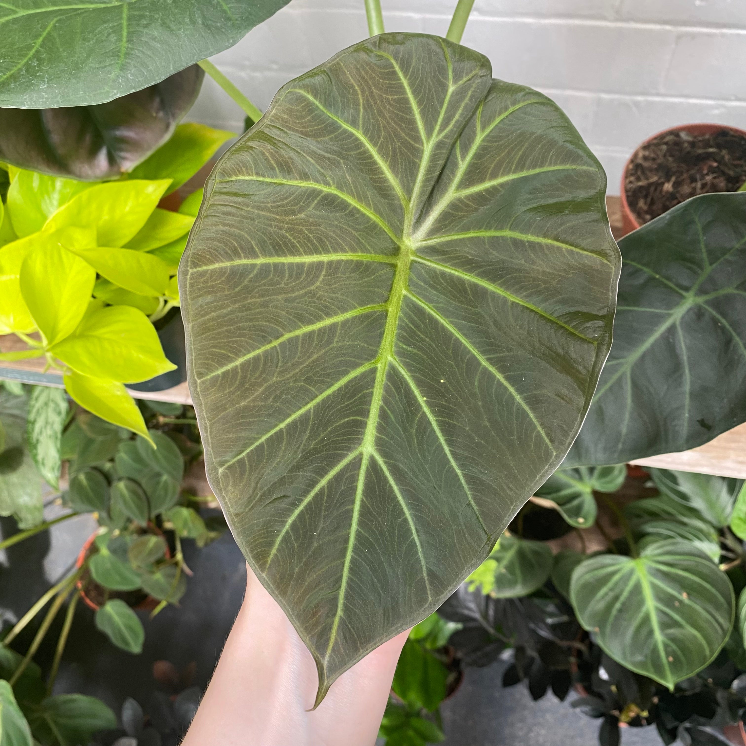 Alocasia 'Regal Shields' in a 11 - 13 cm pot at The Watered Garden
