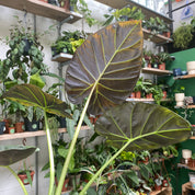 Alocasia 'Regal Shields' in a 11 - 13 cm pot at The Watered Garden