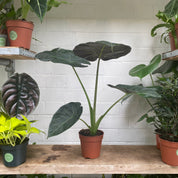 Alocasia 'Regal Shields' in a 11 - 13 cm pot at The Watered Garden