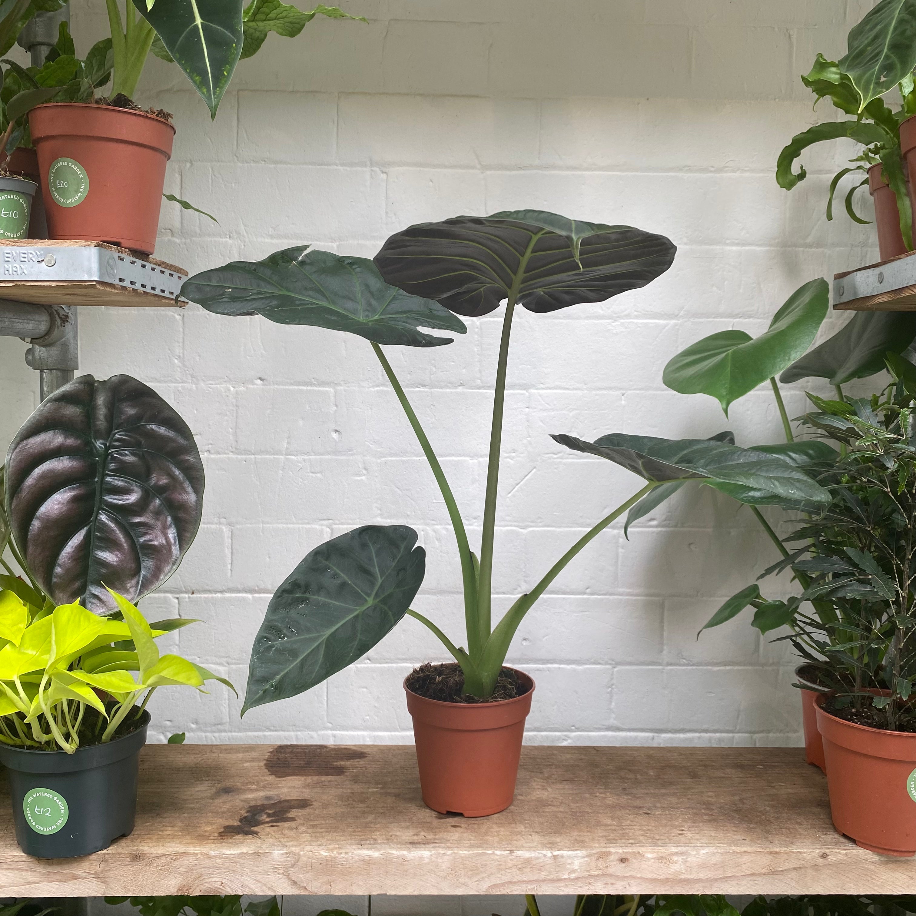 Alocasia 'Regal Shields' in a 11 - 13 cm pot at The Watered Garden