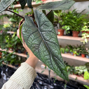 Alocasia Scalprum in a 11 - 13 cm pot at The Watered Garden