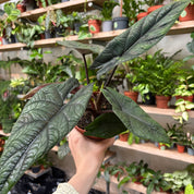 Alocasia Scalprum in a 11 - 13 cm pot at The Watered Garden