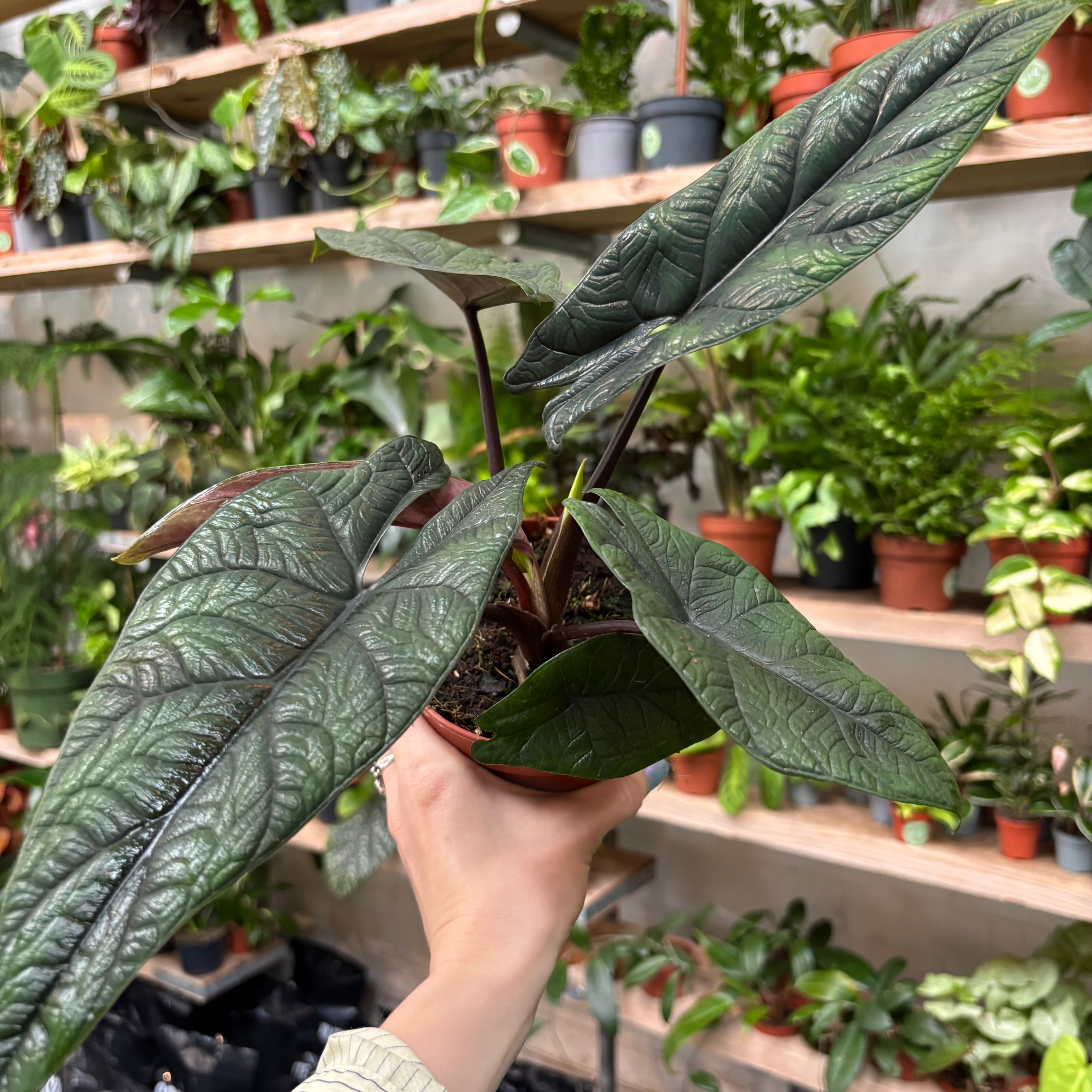 Alocasia Scalprum in a 11 - 13 cm pot at The Watered Garden