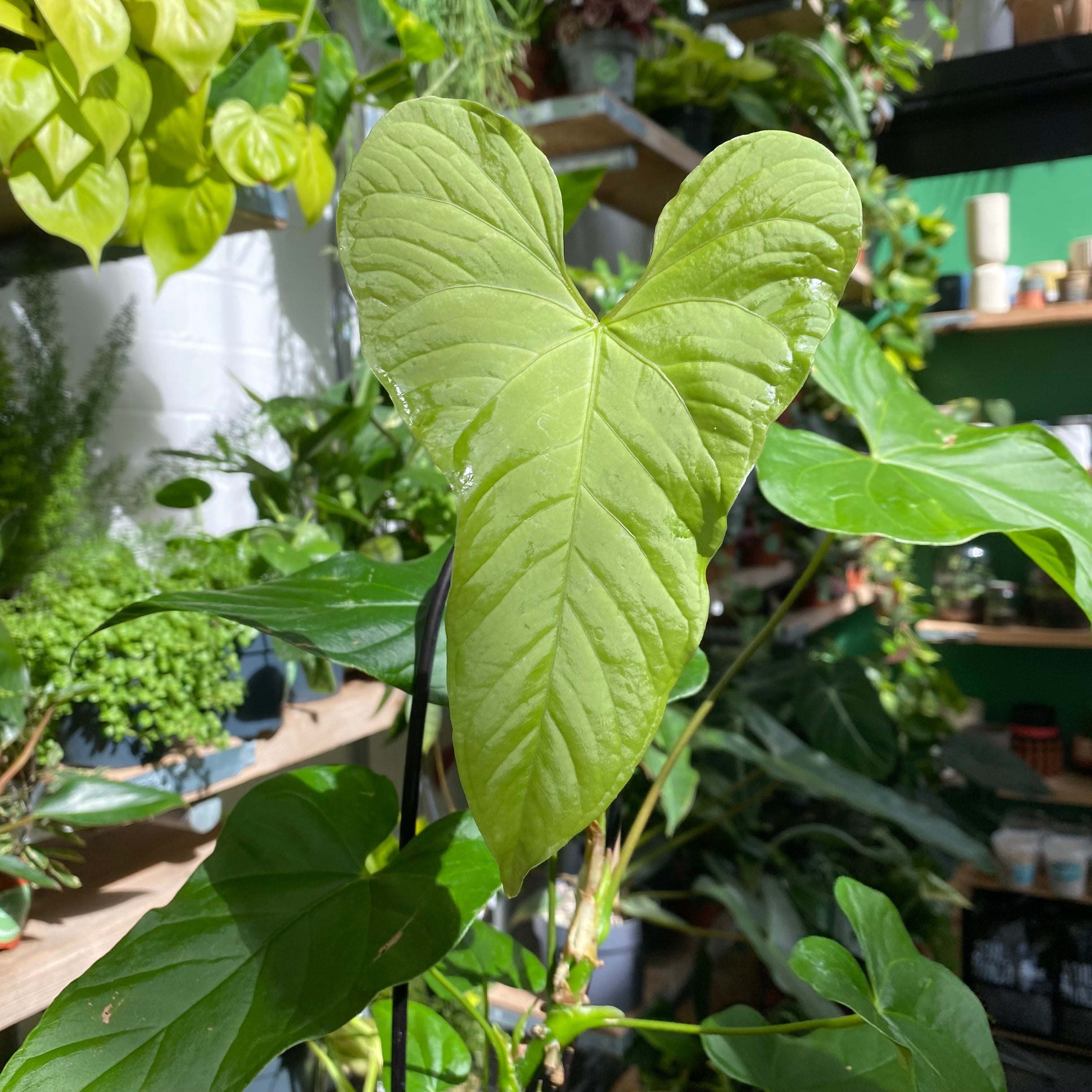 Anthurium Balaoanum in a 11 - 13 cm pot at The Watered Garden