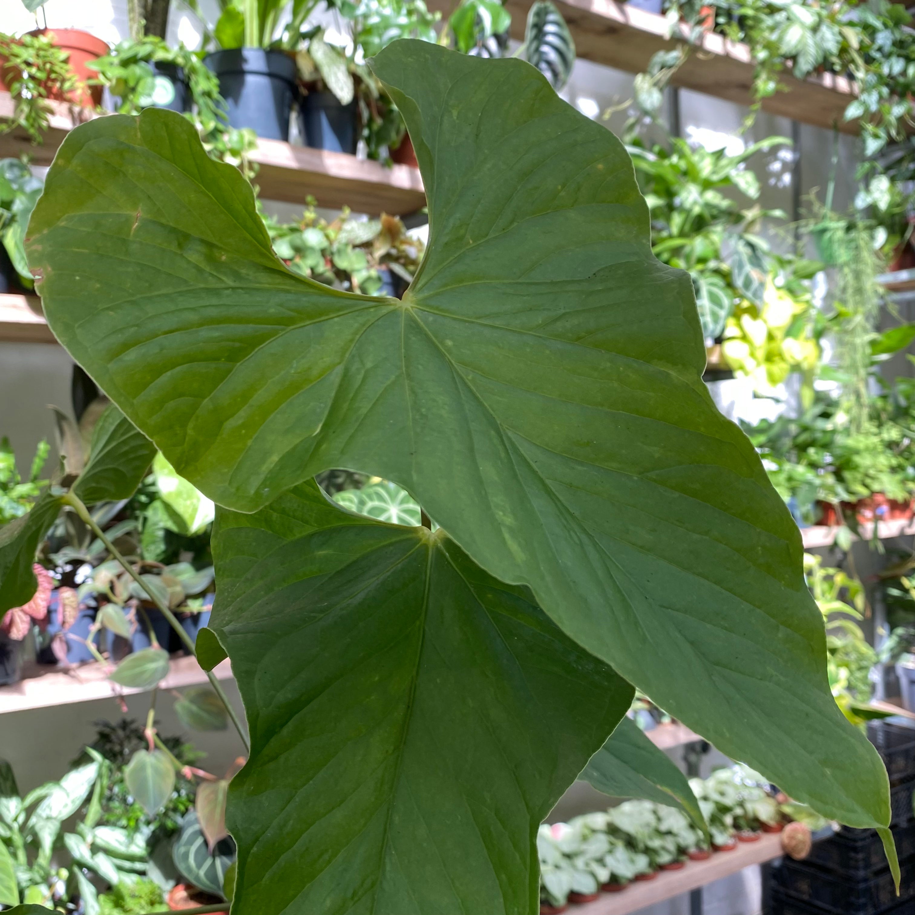 anthurium balaoanum Anthurium Balaoanum