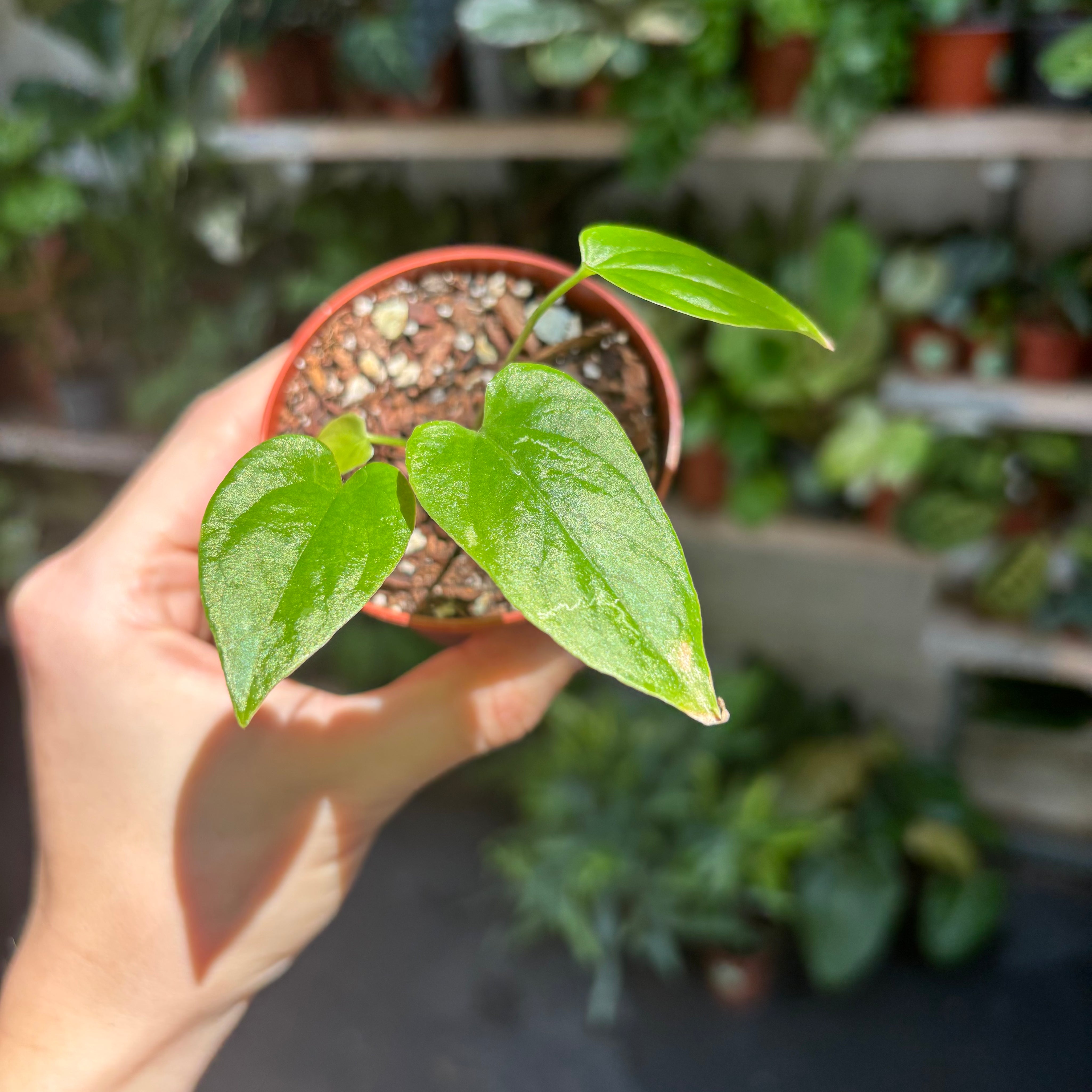 Anthurium Balaoanum in a 5 - 7 cm pot at The Watered Garden