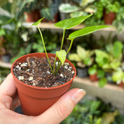 Anthurium Balaoanum in a 5 - 7 cm pot at The Watered Garden