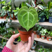 Anthurium Clarinervium in a 5 - 7 cm pot at The Watered Garden