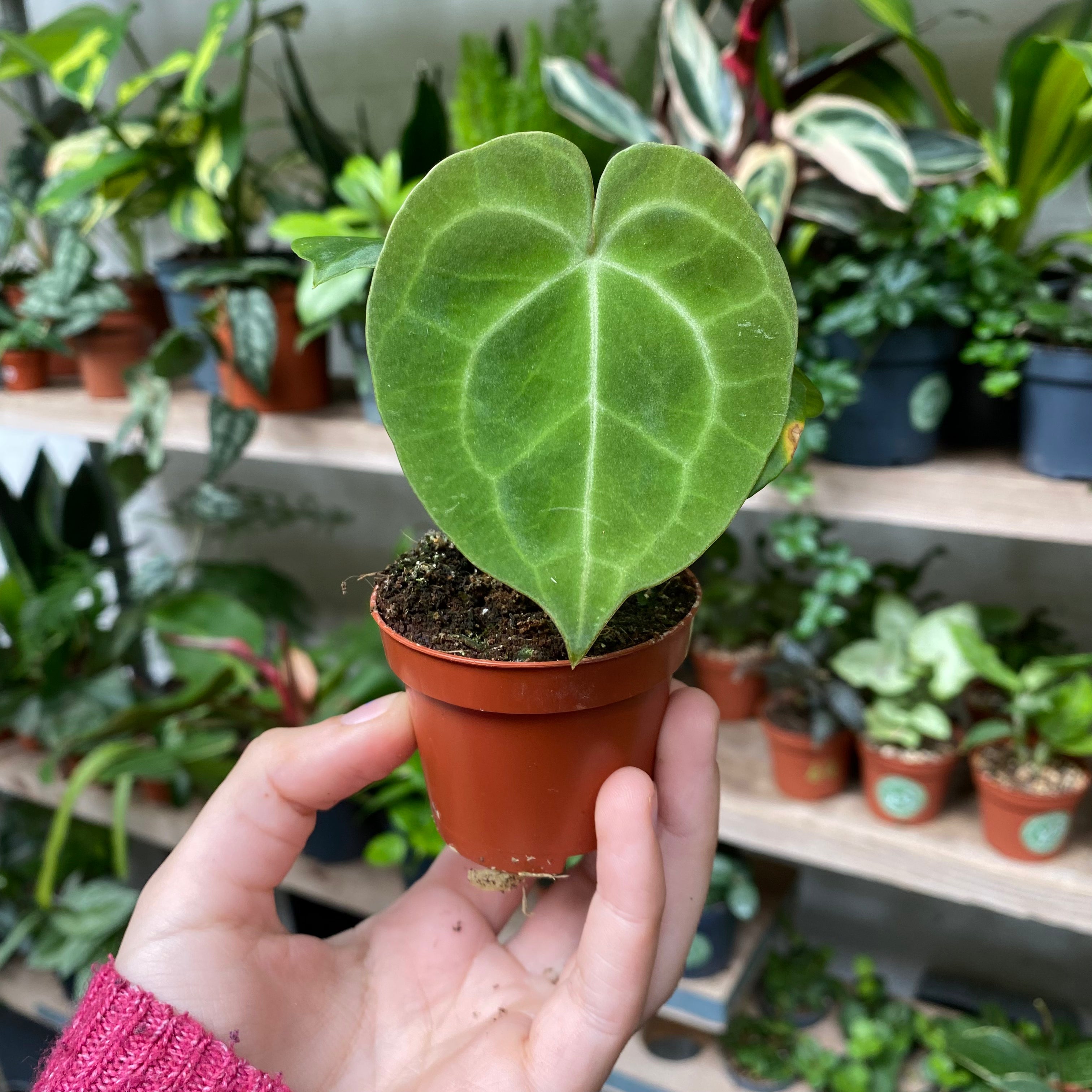 Anthurium Clarinervium in a 5 - 7 cm pot at The Watered Garden