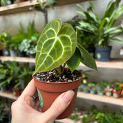 Anthurium Clarinervium in a 7 - 9 cm pot at The Watered Garden