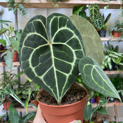 Anthurium Clarinervium in a 11 - 13 cm pot at The Watered Garden