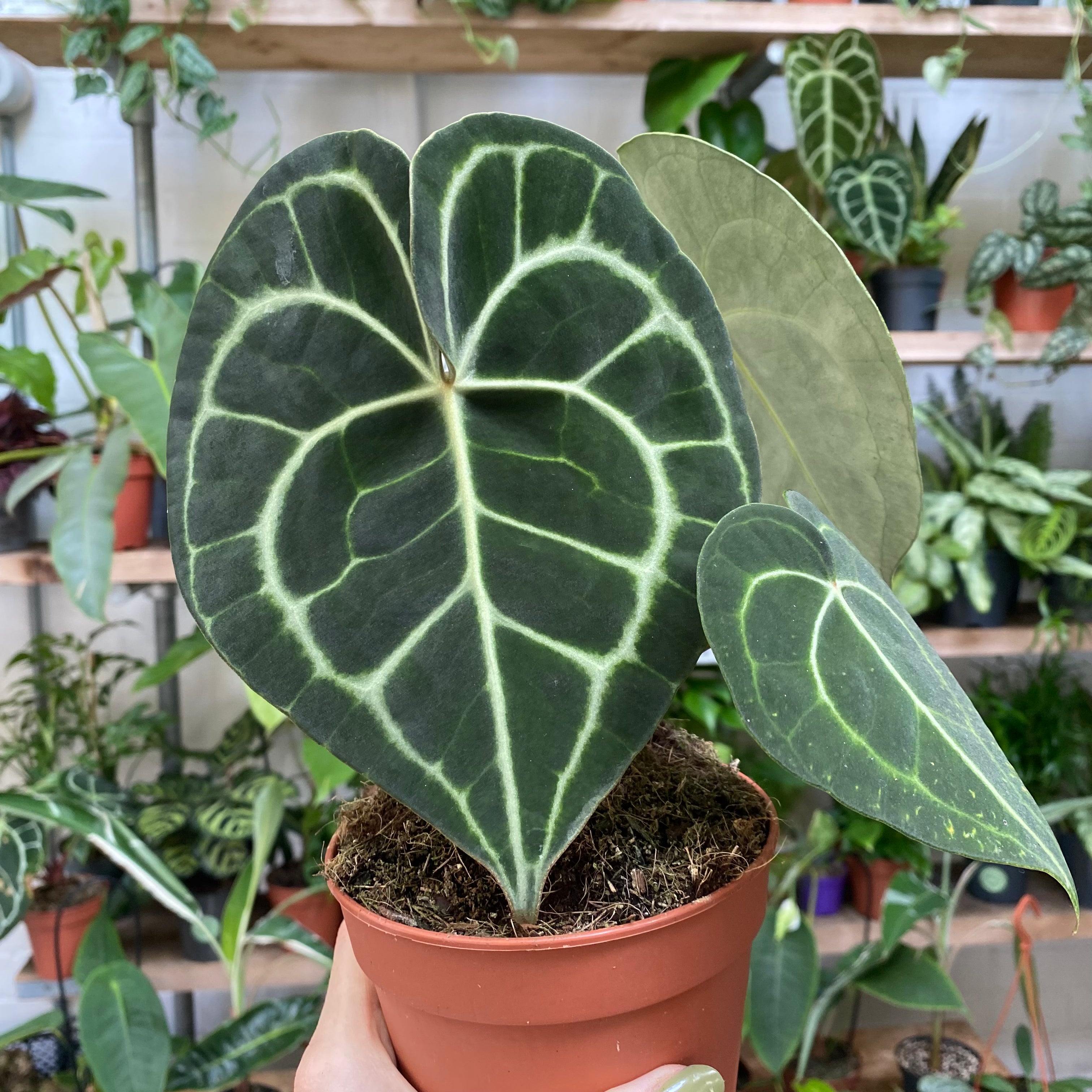 Anthurium Clarinervium in a 11 - 13 cm pot at The Watered Garden